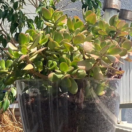 Apartment Spacieux Confort Cite Imperiale *