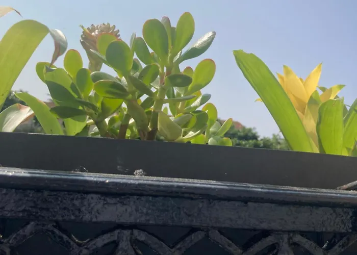 Spacieux Confort Cite Imperiale