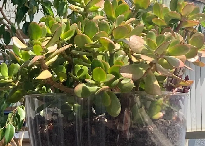 Apartment Spacieux Confort Cite Imperiale *